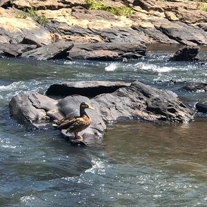 Meet your Posher, Gisel